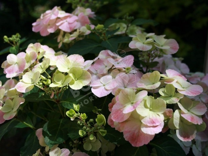 Hortensia French Bolero