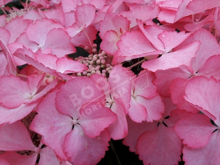 HORTENSIA French Cancan ® rose