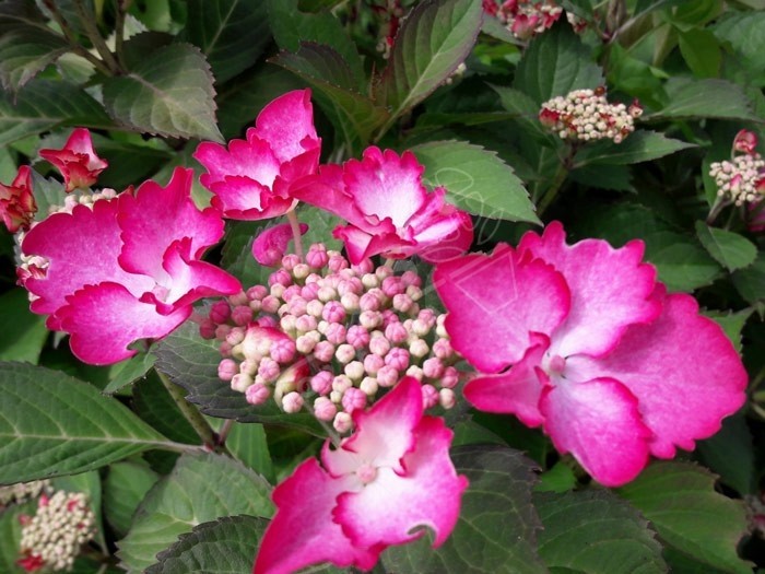 HORTENSIA French Cancan ® rose
