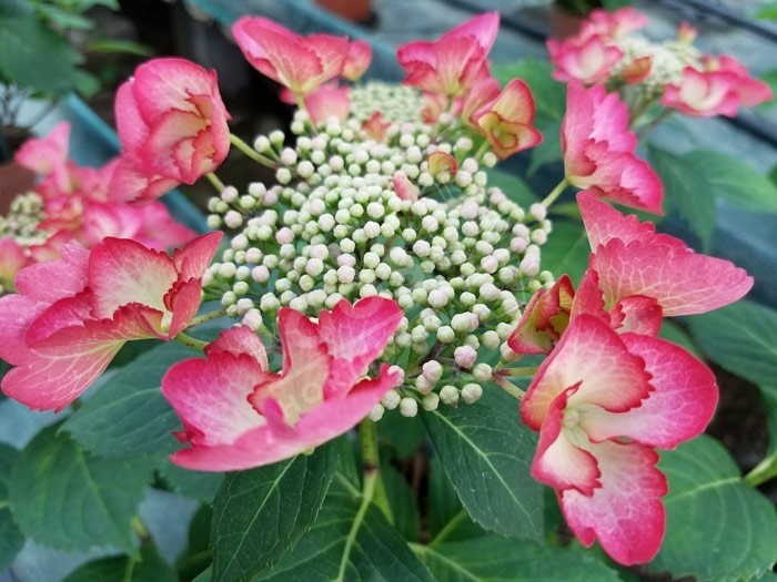 HORTENSIA French Cancan ® rose