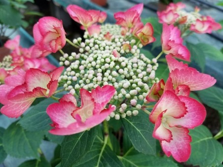 HORTENSIA French Cancan ® rose