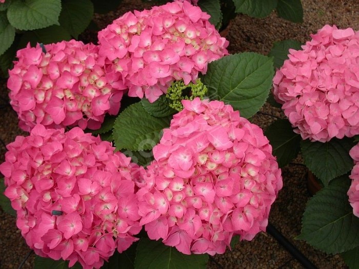 fleurs roses d'Hydrangea macrophylla Freudenstein