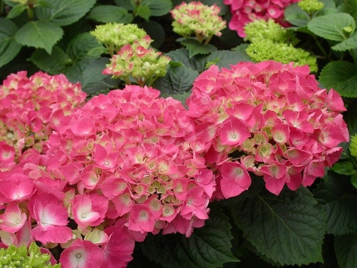 fleurs roses d'Hydrangea macrophylla Freudenstein