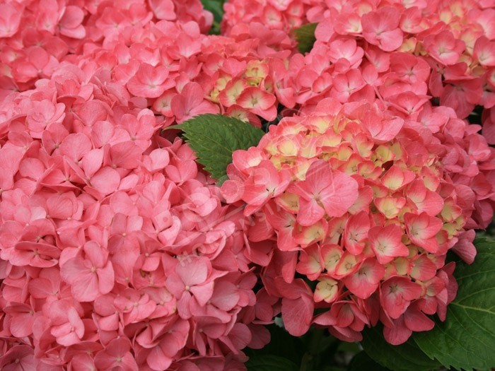 fleurs roses d'Hydrangea macrophylla Freudenstein