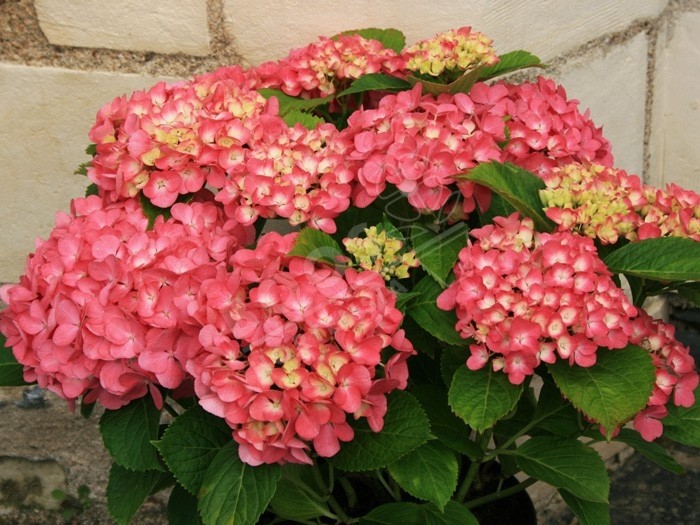 fleurs roses d'Hydrangea macrophylla Freudenstein