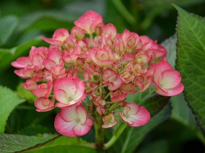 hortensia grafin cosel en fleurs