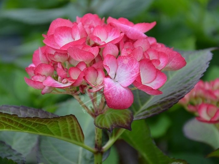 hortensia grafin cosel début de floraison