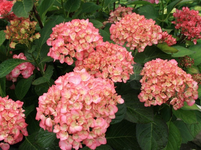 hortensia grafin cosel en fleurs