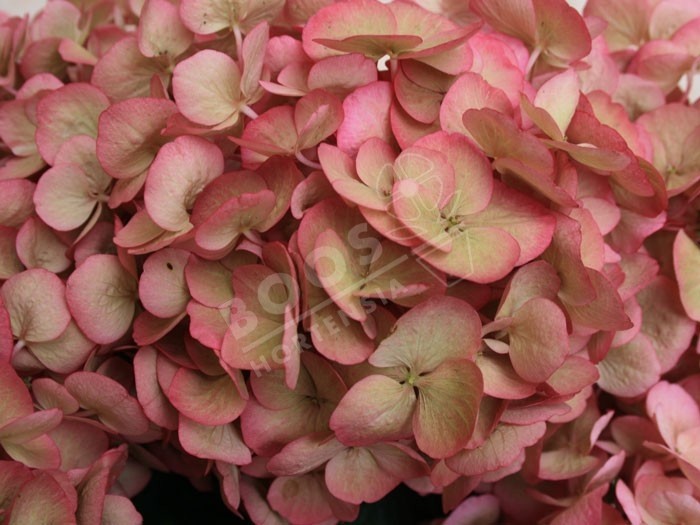 hortensia grafin cosel en fleurs gros plan