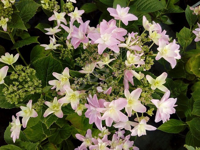 HORTENSIA Hovaria® 'Elleair Anniversary' fleur étoilée