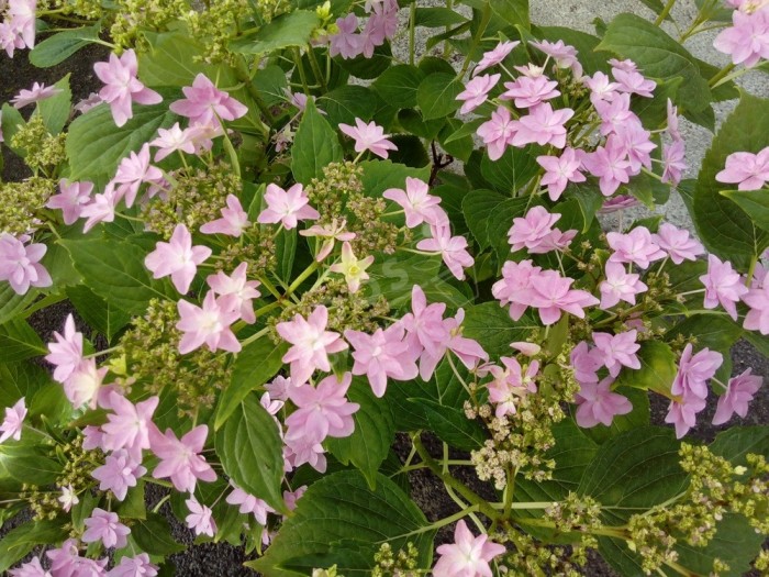 HORTENSIA Hovaria® 'Elleair Anniversary' fleur étoilée