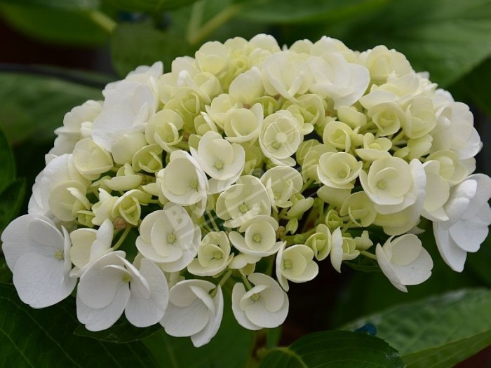 fleurs d'hortensia Holibel