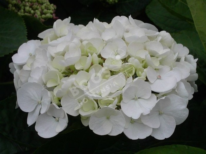 Hydrangea macrophylla Hovaria Holibel en fleurs