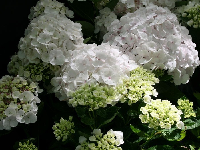 fleurs d'hortensia Holibel