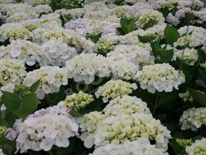 fleurs d'hortensia Holibel