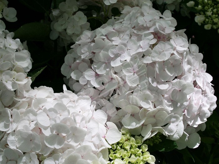 fleurs d'hortensia Holibel