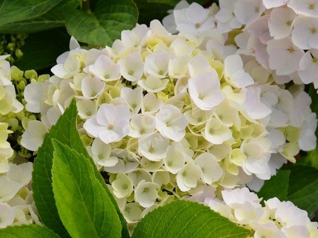 massif d'hortensia hopaline en fleurs