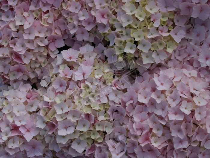 fleurs d'hydrangea macrophylla Hopaline