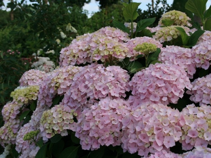 fleurs d'hortensia hopaline