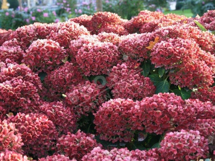 fleurs séchées d'hortensia hopaline à l'automne