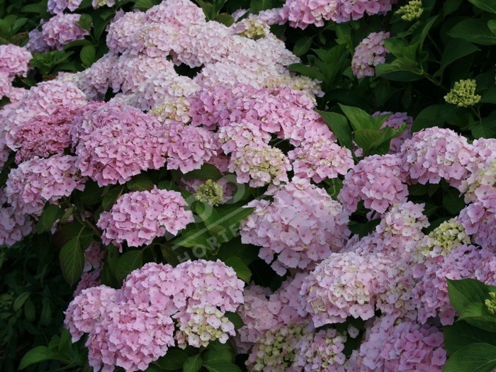 fleurs d'hortensia hopaline