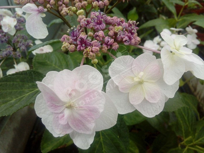 HORTENSIA 'Izu No Odoriko'