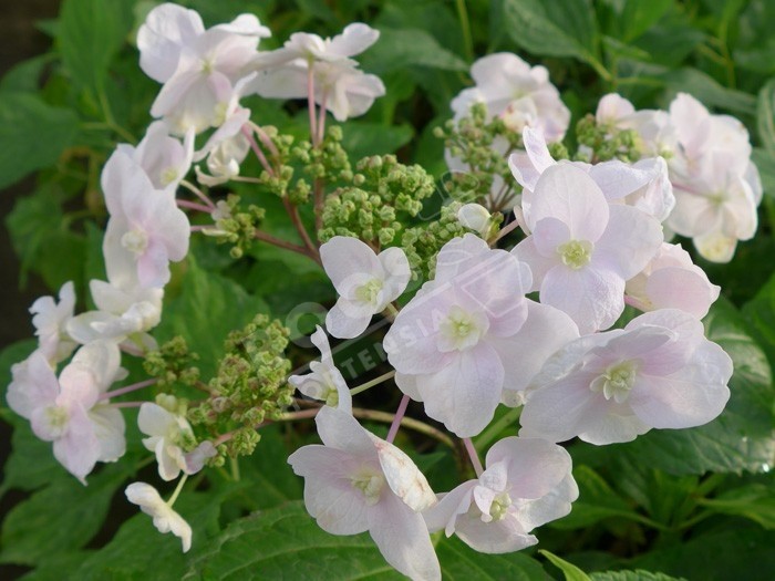 HORTENSIA 'Izu No Odoriko'