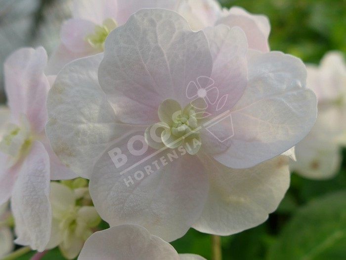 HORTENSIA 'Izu No Odoriko'