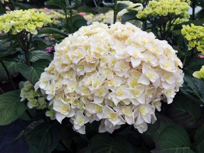 Hortensia 'Kazan'