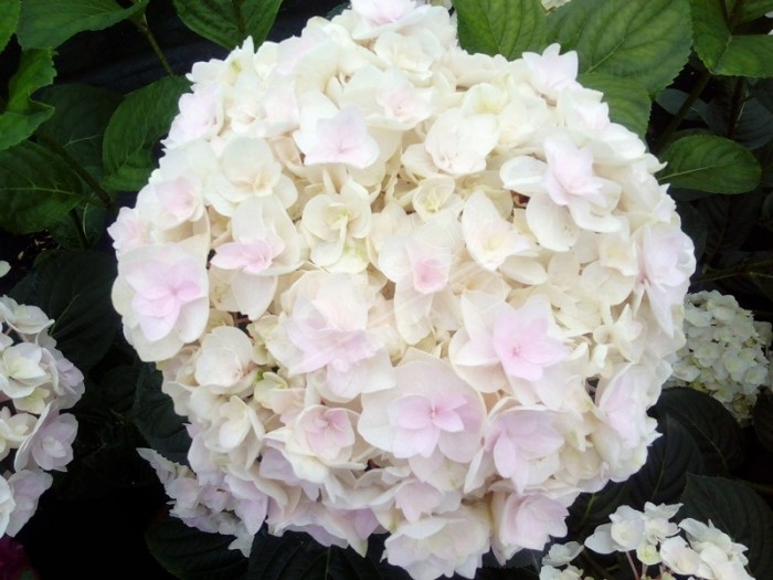 Hortensia 'Kazan'