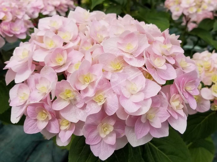 Hortensia 'Kazan' fleurs fin de floraison rose tendre