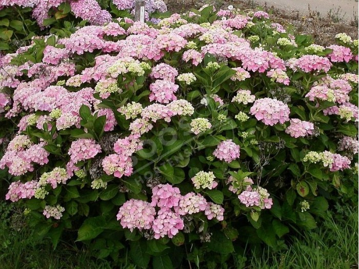 Hortensia, Hydrangea : Planter, Tailler Et Entretenir