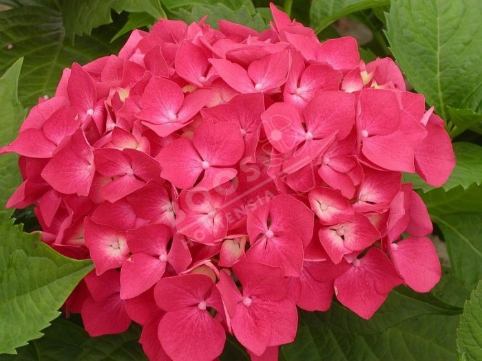 Hortensia Hydrangea macrophylla Leuchtfeuer