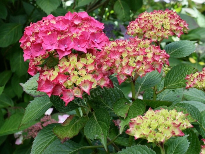 HORTENSIA LEUCHTFEUER, plante en ligne