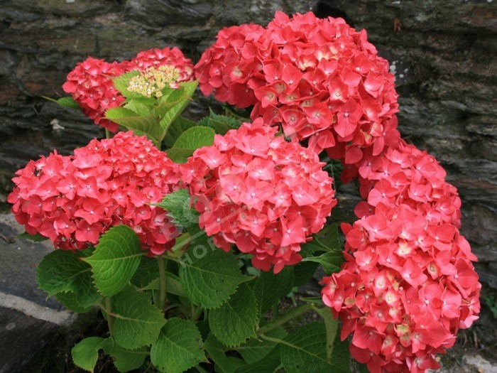 HORTENSIA 'Leuchtfeuer