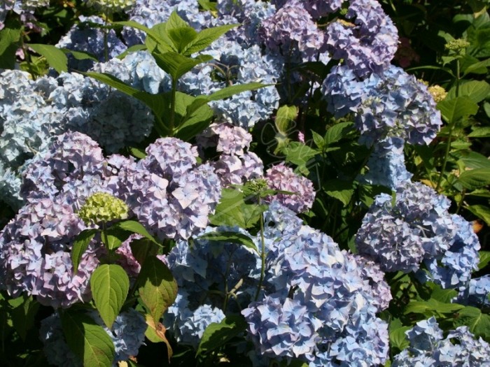 Hortensia Nikko Blue