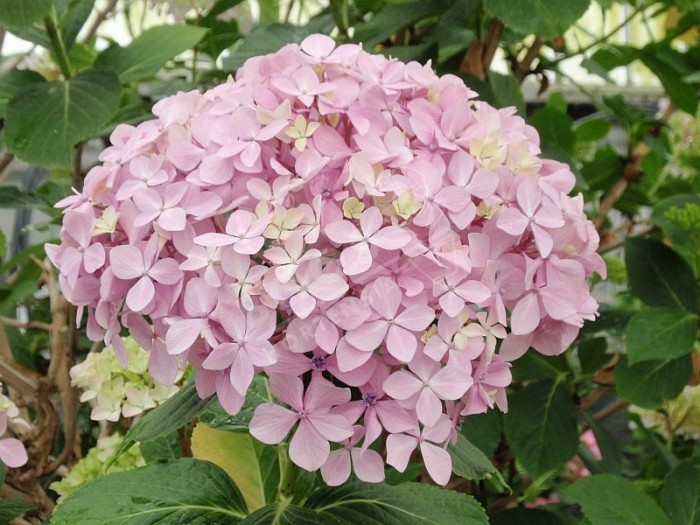 fleurs d'hortensia otaksa , magnifiques et volumineuse