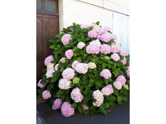 fleurs d'hortensia otaksa , magnifiques et volumineuse