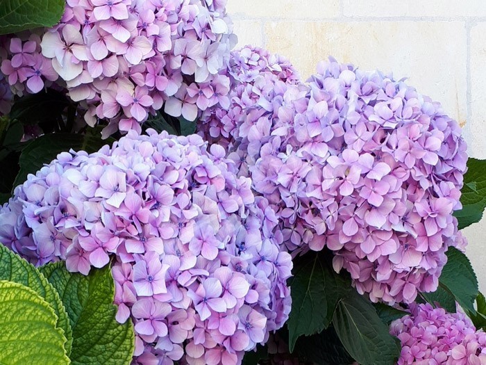 fleurs d'hortensia otaksa , magnifiques et volumineuse