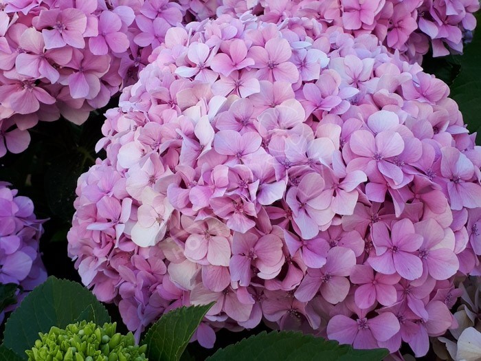 fleurs d'hortensia otaksa , magnifiques et volumineuse