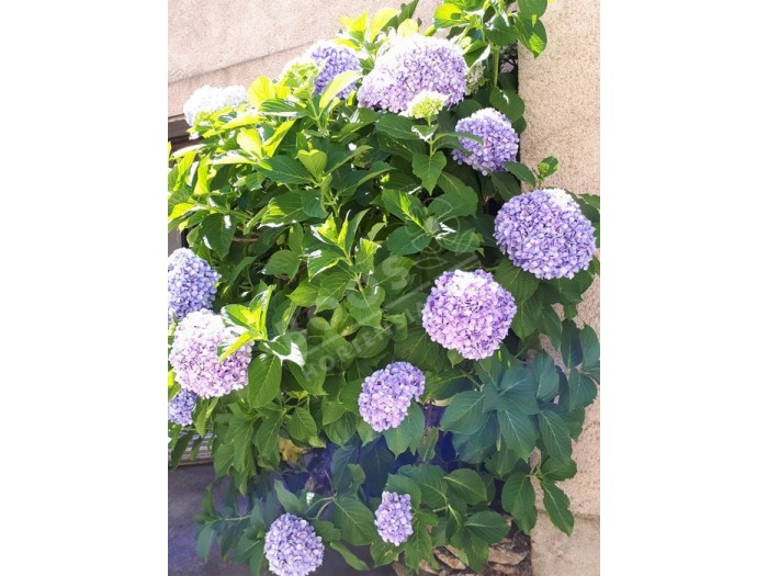 fleurs d'hortensia otaksa , magnifiques et volumineuse