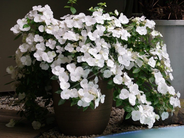 Hortensia Runaway Bride ® fleurs blanches en ribambelle