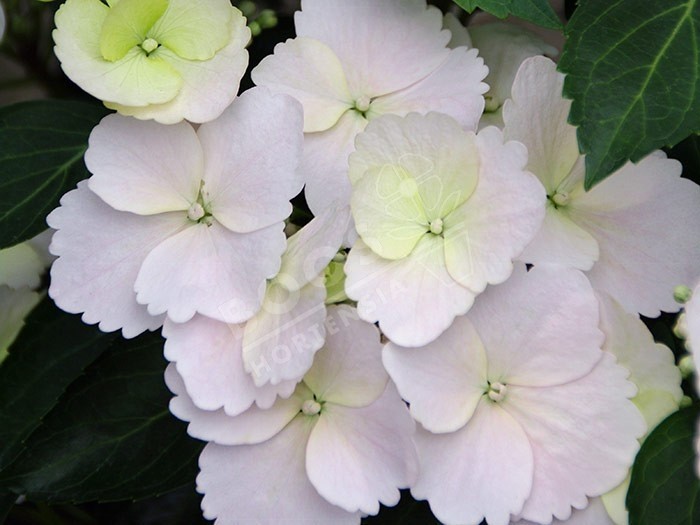 Hortensia Runaway Bride ® fleurs blanches en ribambelle