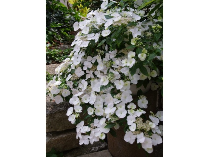 Hortensia Runaway Bride ® fleurs blanches en ribambelle