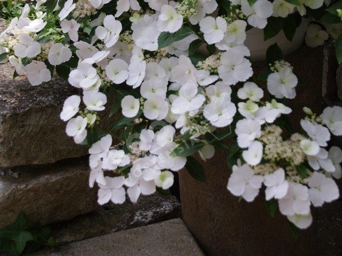 Hortensia Runaway Bride ® fleurs blanches en ribambelle