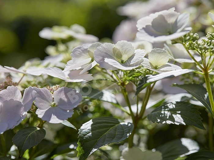 Hortensia Runaway Bride ® fleurs blanches en ribambelle