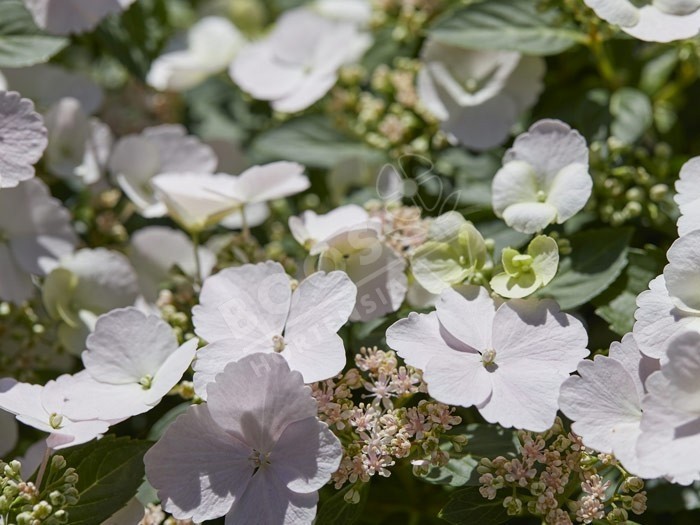 Hortensia Runaway Bride ® fleurs blanches en ribambelle