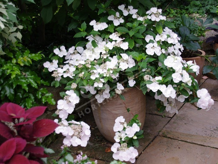 Hortensia Runaway Bride ® fleurs blanches en ribambelle