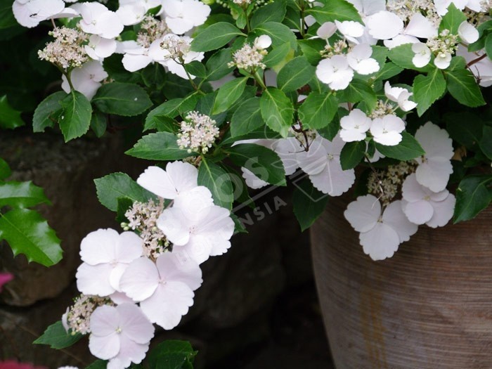 Hortensia Runaway Bride ® fleurs blanches en ribambelle