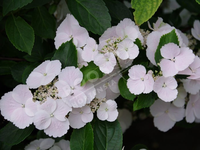 Hortensia Runaway Bride ® fleurs blanches en ribambelle